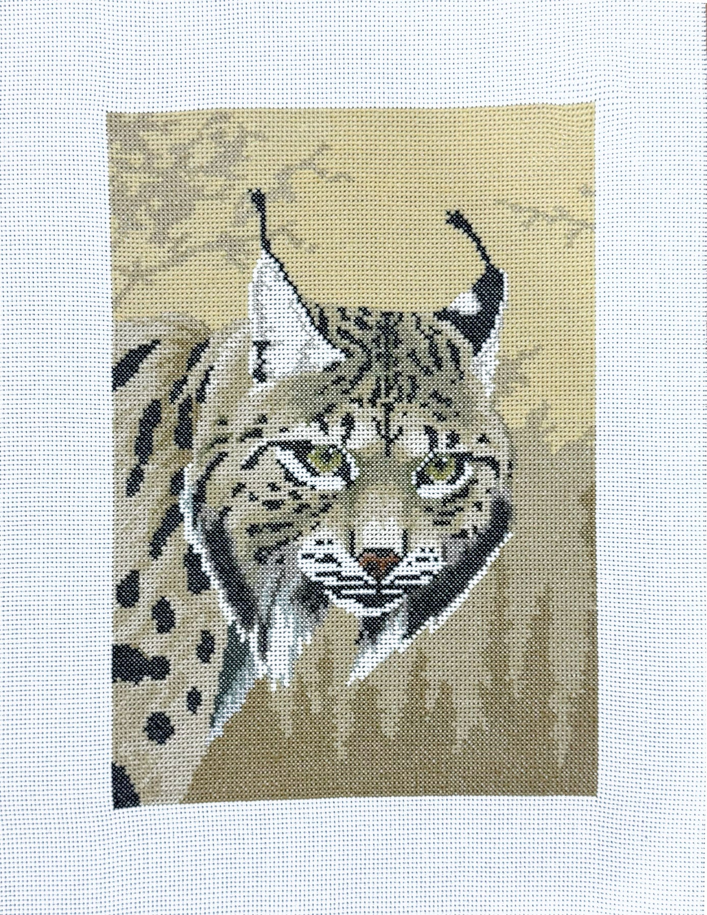 Lince