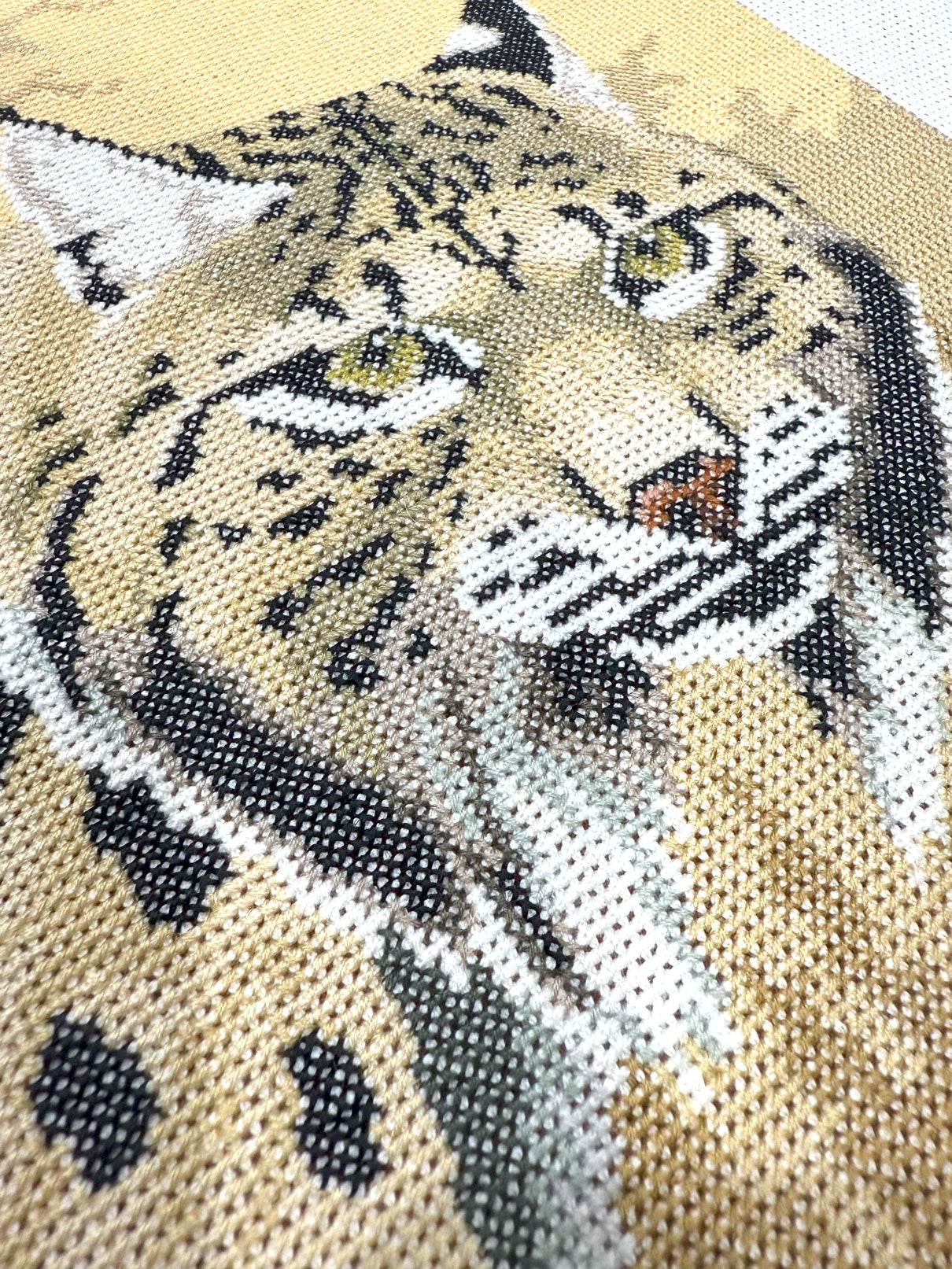 Lince